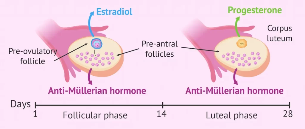 الهرمون اللوتيني ” Luteinizing hormone- LH”